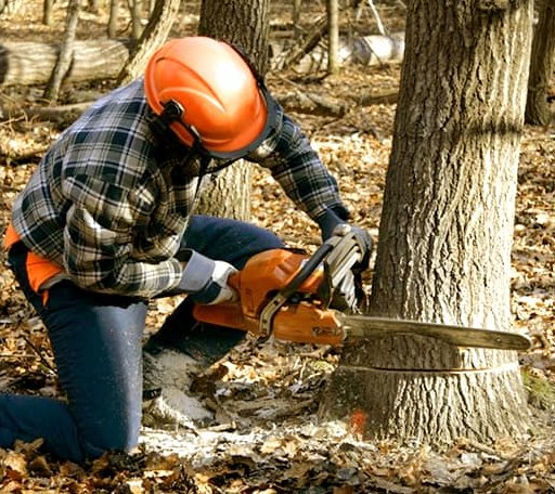 Tree Removal in Cactus, TX